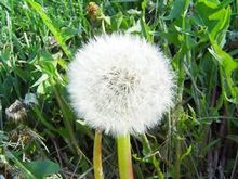 名贵中草药 蒲公英
