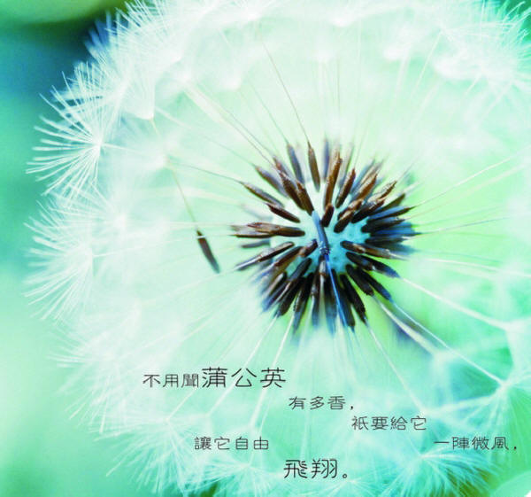 名贵中草药 蒲公英