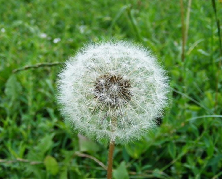 名贵中草药 蒲公英