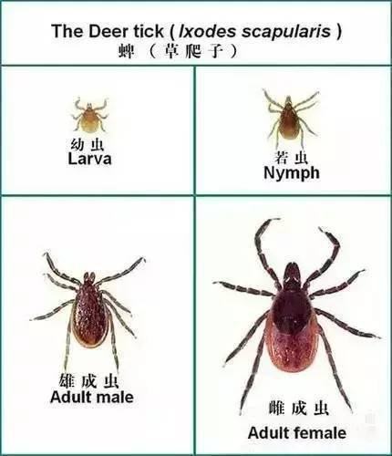 能致人与死地的蜱虫