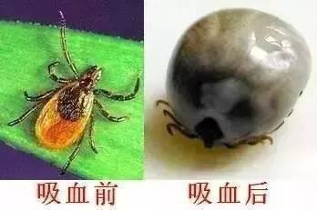 蜱虫吸血前后状态