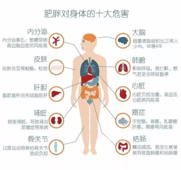 肥胖对身体的十大危害 健康减脂技术 肥胖的治疗 科学减肥方法
