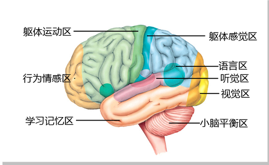 中风后遗症 偏瘫 失语 嘴眼歪斜 脑出血 脑梗塞 大脑各部位功能
